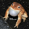 Eastern American Toad