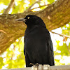 great-tailed Grackle