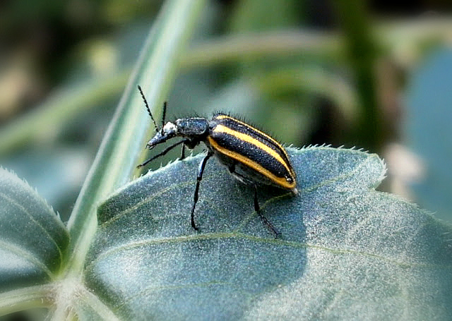 Soft-winged flower beetle.