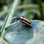 Soft-winged flower beetle.