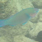 Palenose Parrotfish