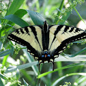 Western Tiger Swallowtail