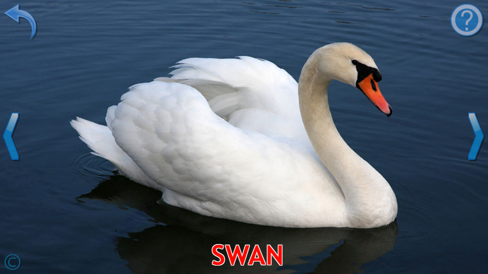    Kids Learn About Animals- screenshot  