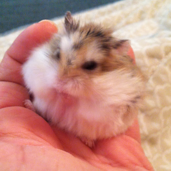 Robo Dwarf Hamster Project Noah