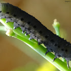 Mustard Sawfly Larva