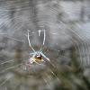 Spiny Spider