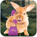 Bunny Call icon