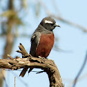 White-browed Woodswallow (male)