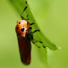 orange leafhopper