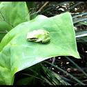 Pacific chorus frog