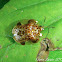 Tortoise Shell Leaf Beetle