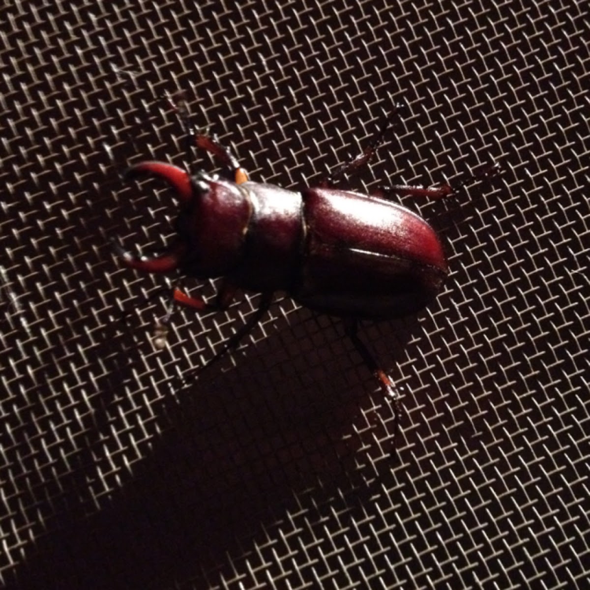 Reddish-brown Stag Beetle