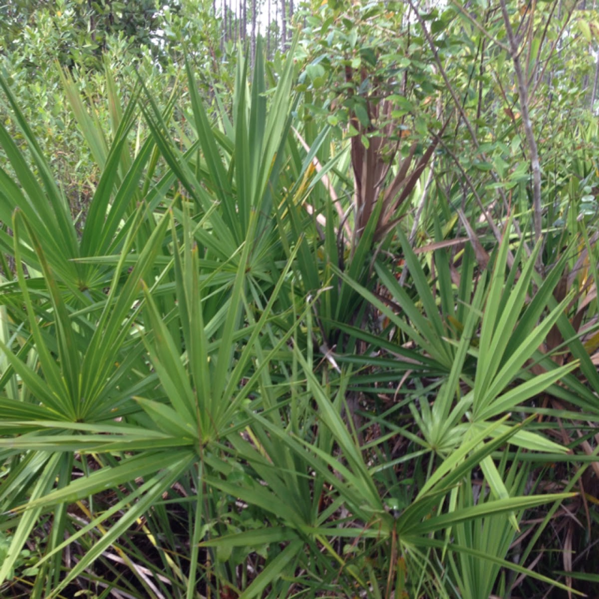 Saw Palmetto