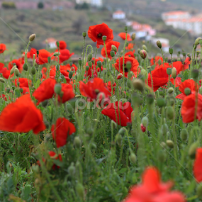Poppies by Virgílio Nóbrega - Flowers Flowers in the Wild