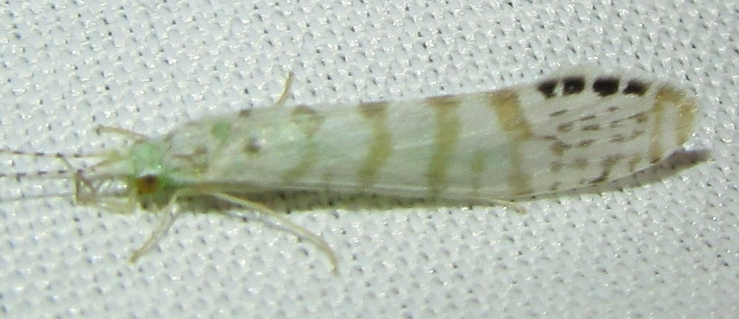 White Miller Caddisfly