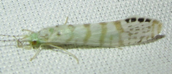 White Miller Caddisfly | Project Noah