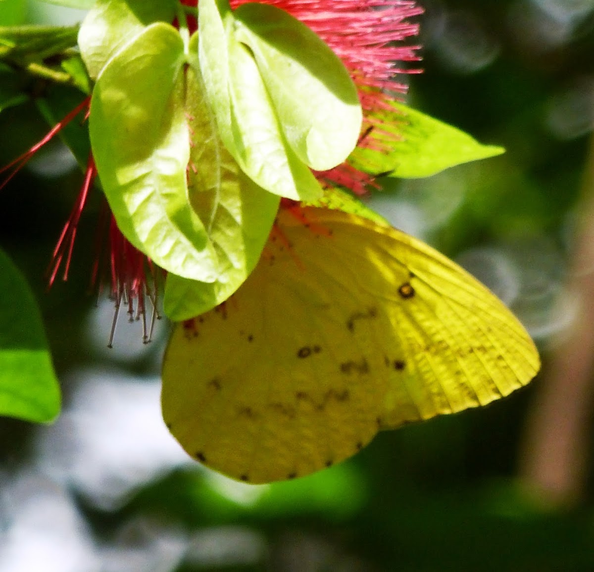 Orange Emigrant