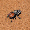 Flightless orange dung beetle