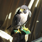 Peregine Falcon