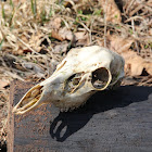 White-tailed deer skull