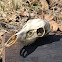 White-tailed deer skull