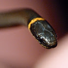 Ring-necked snake #1