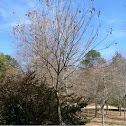 Golden Rain Tree