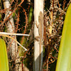 Unknown Anole
