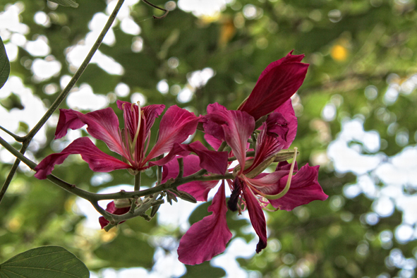 Bauhinia tomentosa