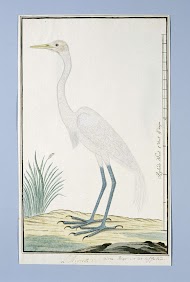 Ardea alba (Grote zilverreiger)