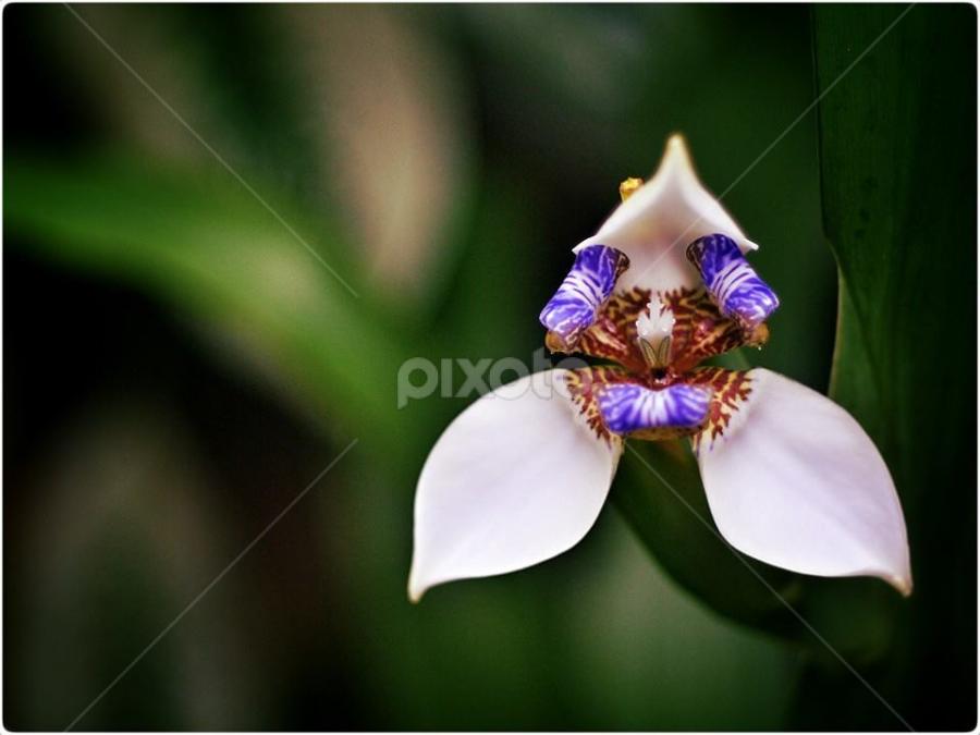 The Queen by Paul Agraviador - Flowers Flowers in the Wild