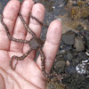 Weki huna (mottled brittle star)