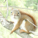 Red Squirrel