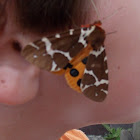 Garden Tiger Moth or Great Tiger Moth