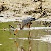 Great blue heron