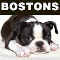 Boston Terriers and Rescue logo