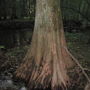 Bald Cypress