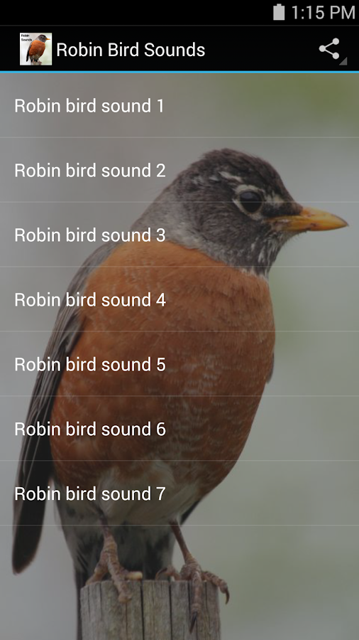 Robin Bird Sounds Android Apps on Google Play
