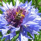 Bee on Cornflower