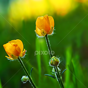 by Jane Bjerkli - Flowers Flowers in the Wild