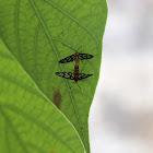Amata Wasp Moth