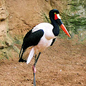 Saddle Billed or Painted Stork