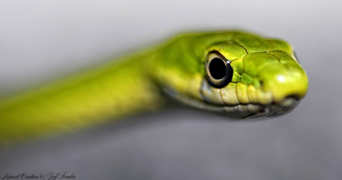 Rough green grass snake