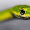 Rough green grass snake