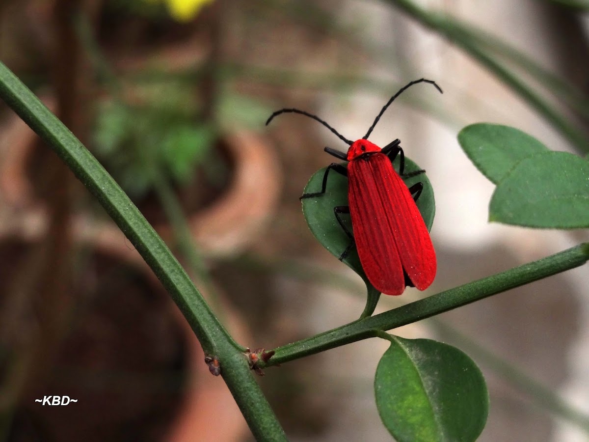 The Red Net-winged Beetle