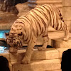 White Tiger