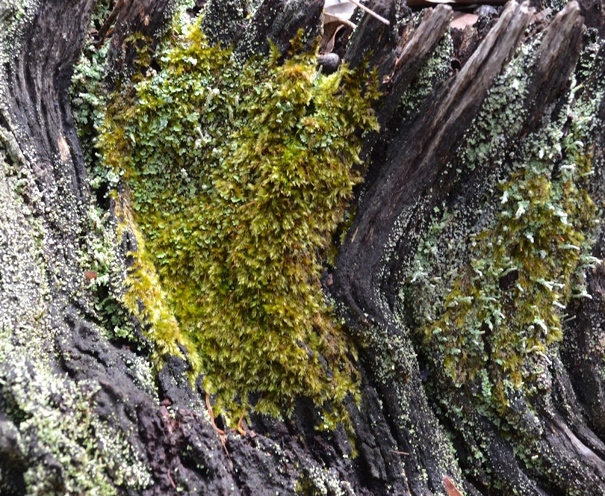 Moss and Lichen