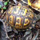 Eastern Box Turtle