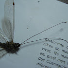 Neuroptera