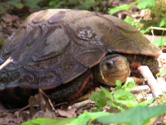 Honduran Wood Turtle | Project Noah